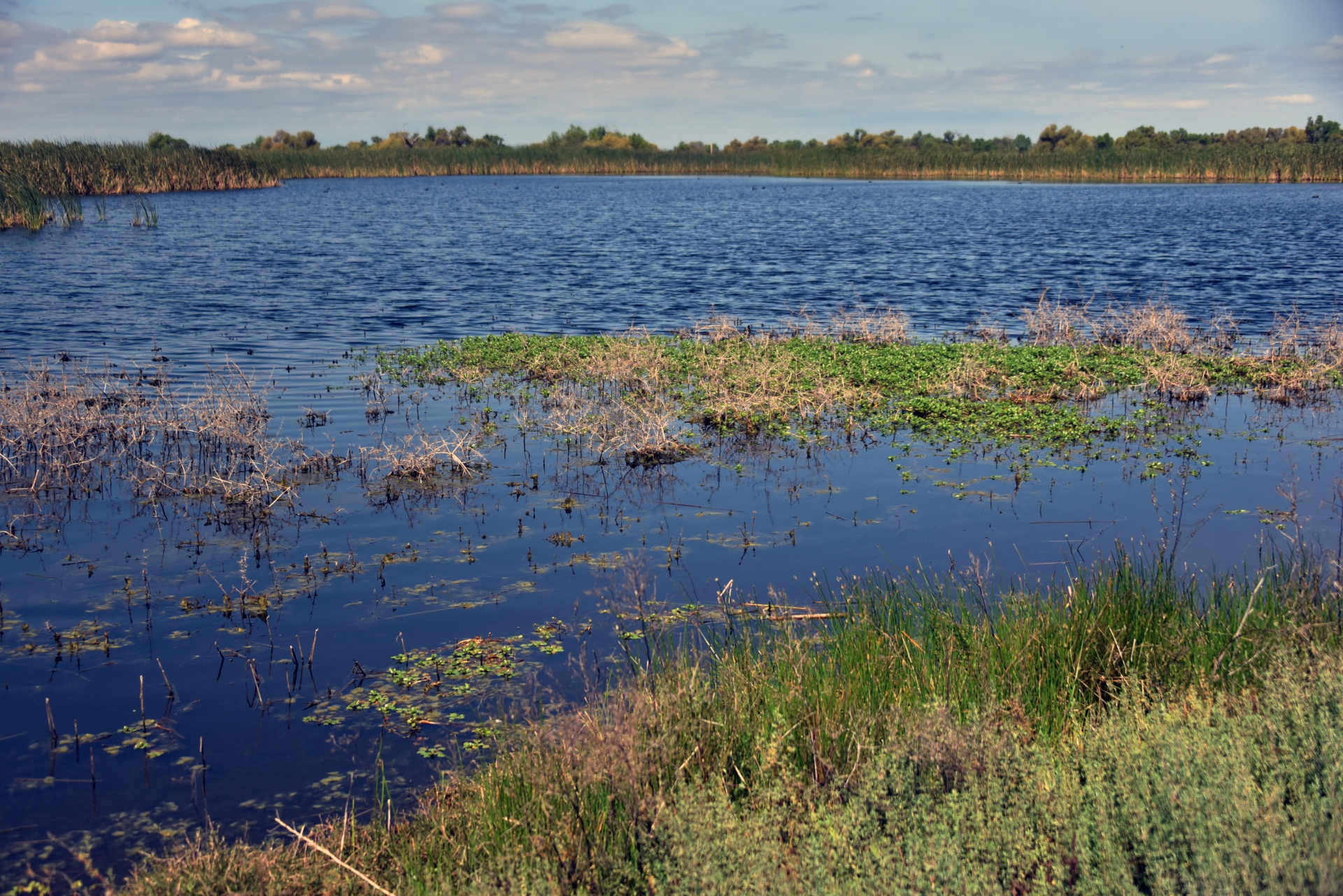wetlands background scenic free photo