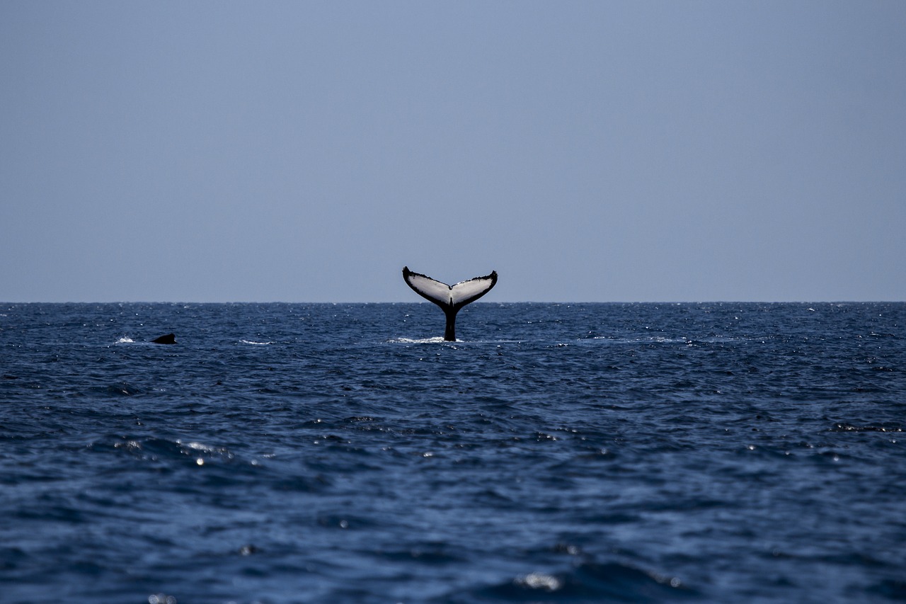 whale humpback humpback whale free photo