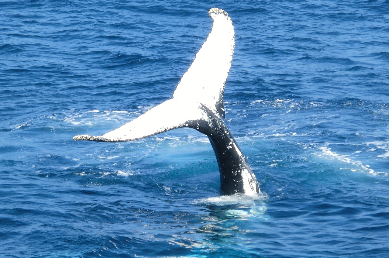 whale tail ocean free photo