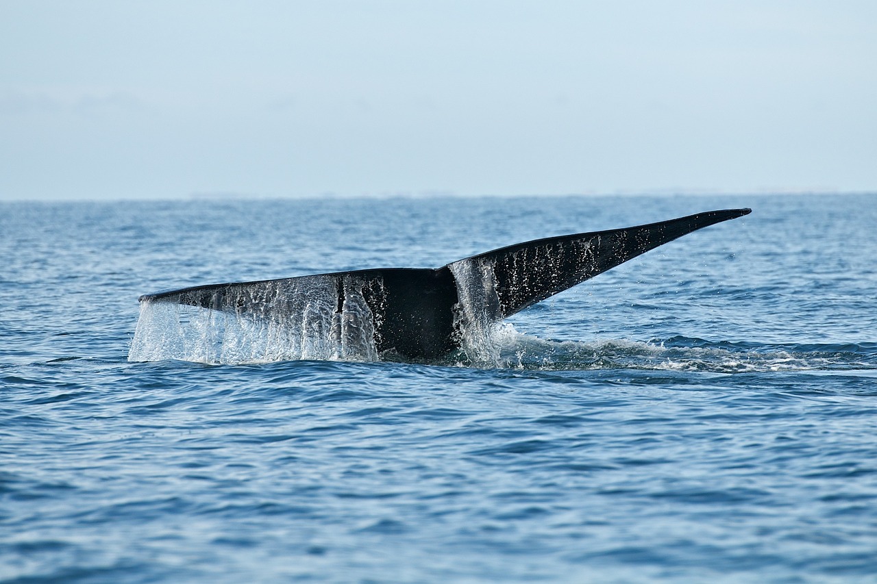 whale wildlife sea free photo