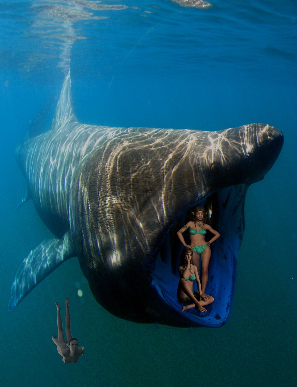 whale diver woman free photo