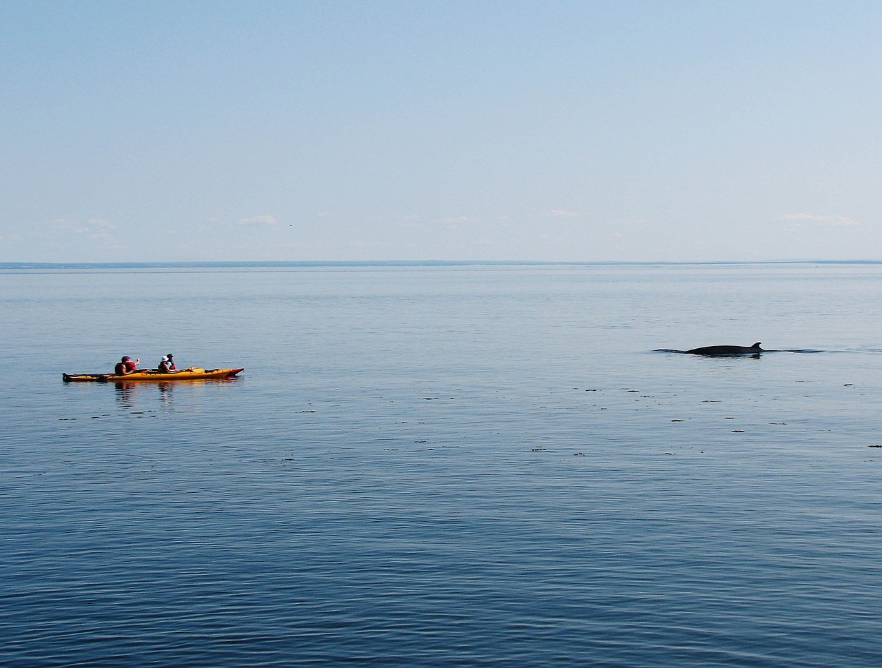 whale kayak nature free photo