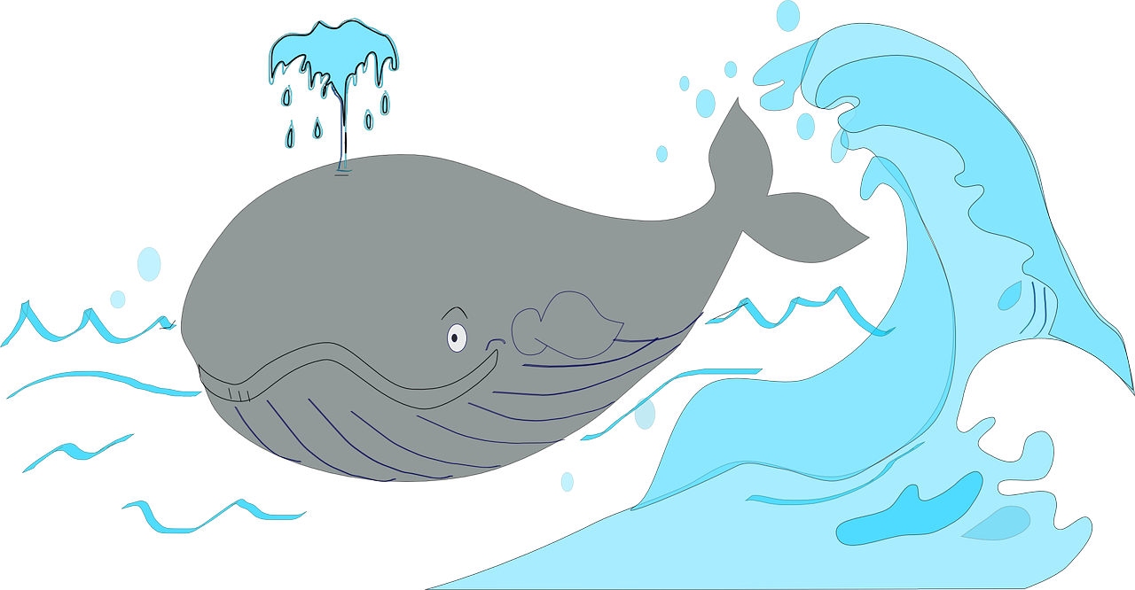whale pot whale sperm whale free photo