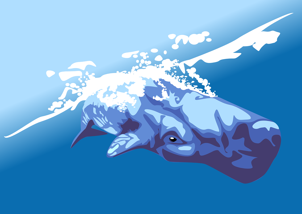 whale pot whale cachalot free photo