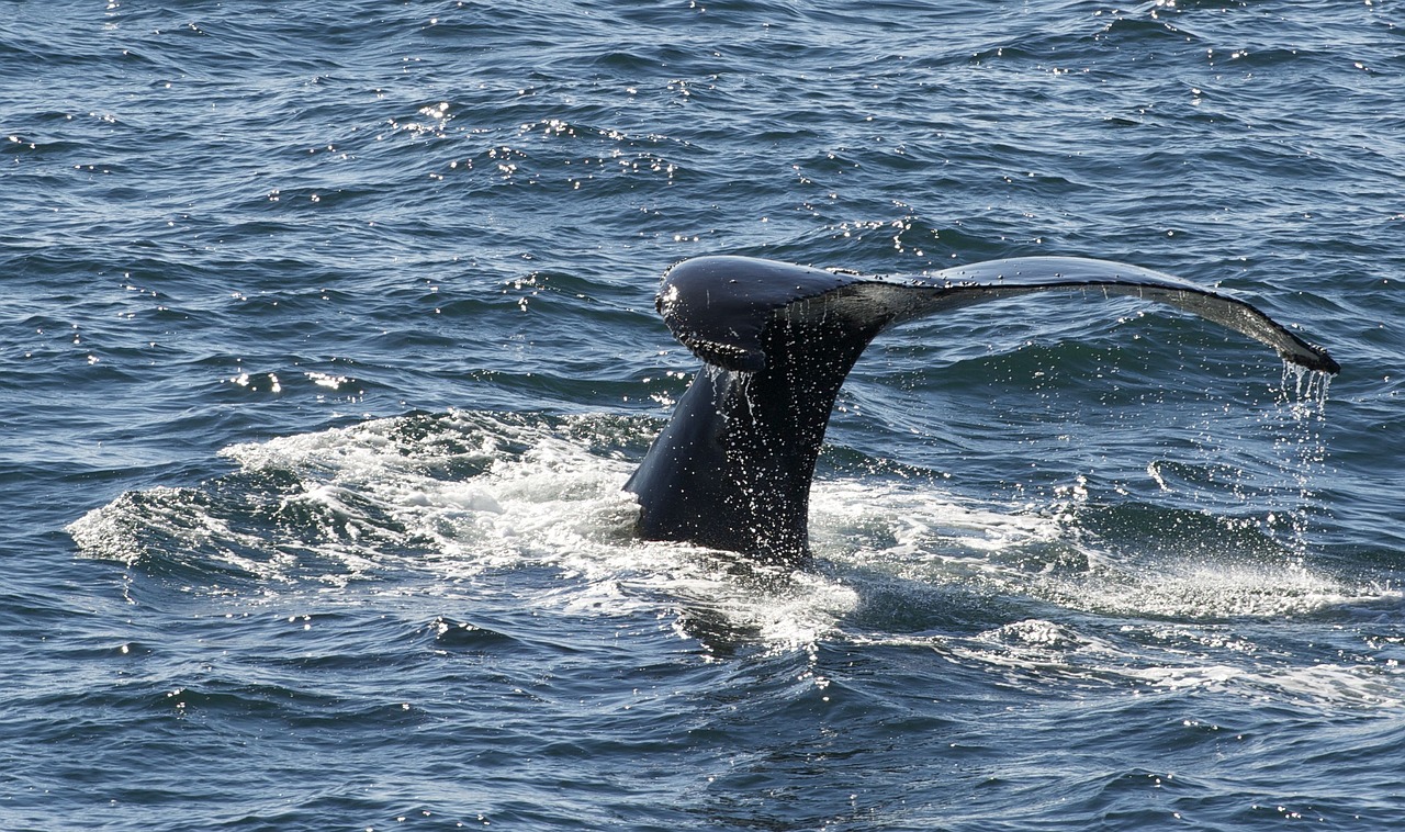 whale marine life south pole free photo