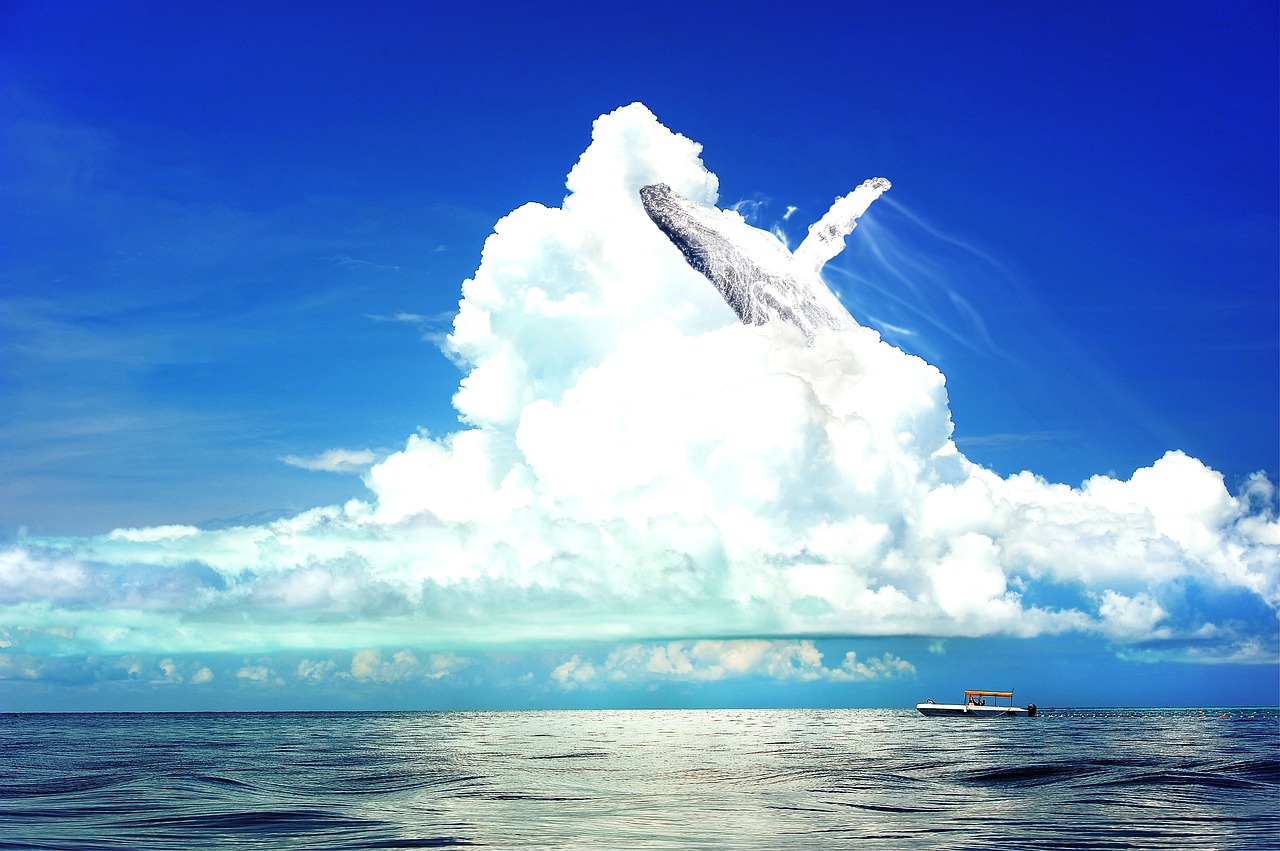 whale sea sky free photo