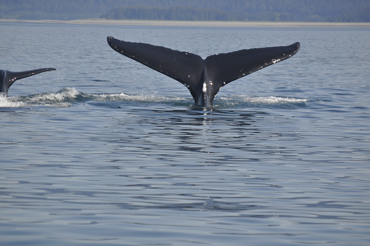 whale tail wildlife free photo