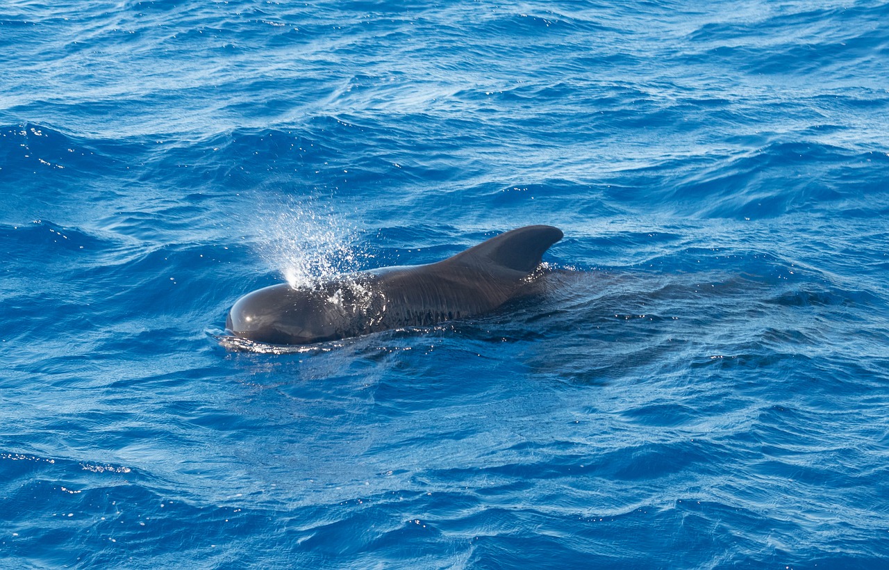 whale pilot ocean free photo