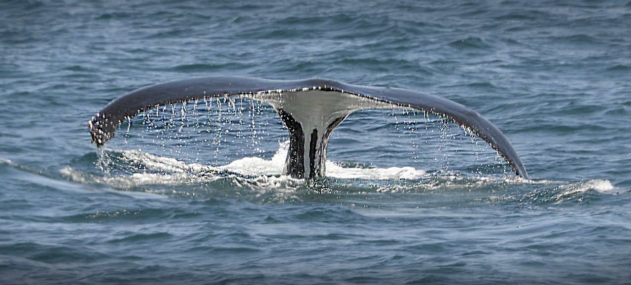 whale tail sea free photo