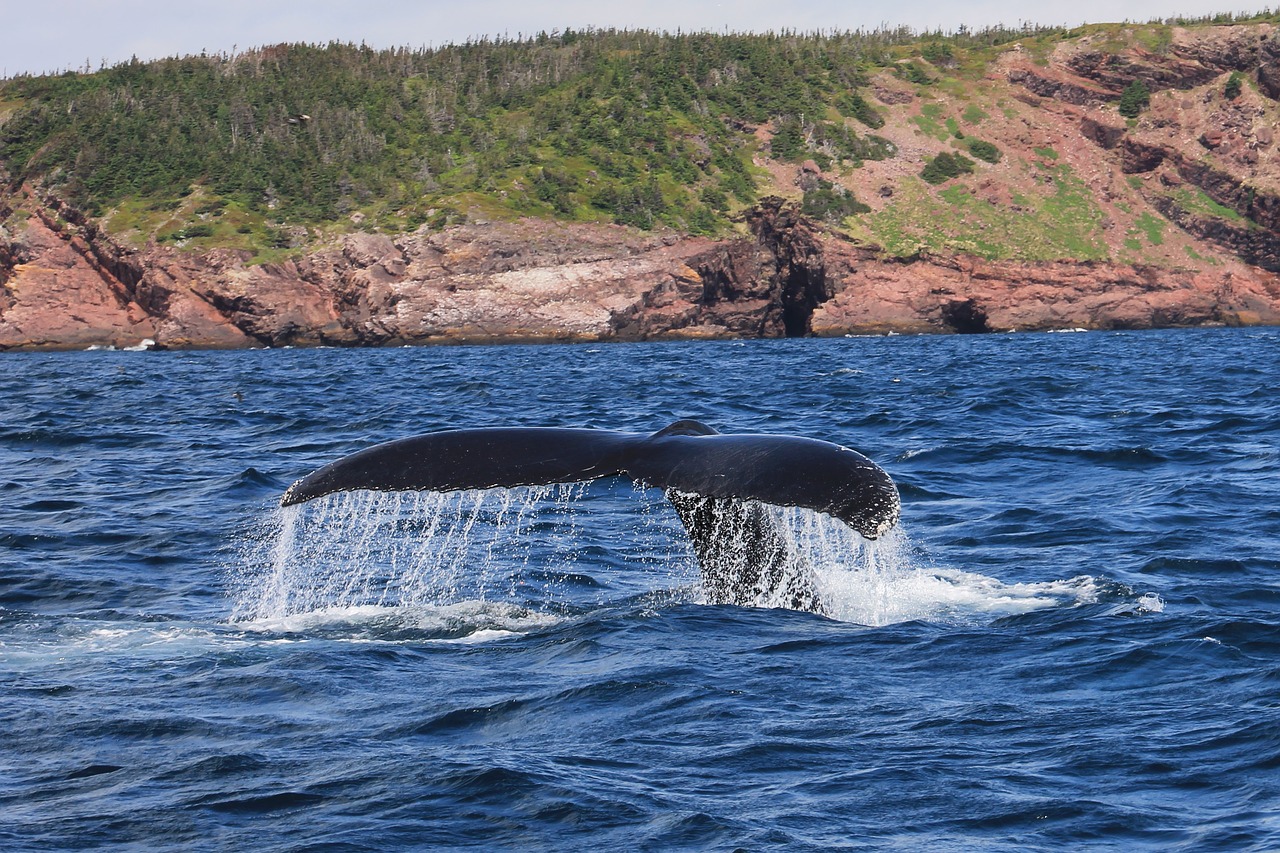 whale humpback mammal free photo