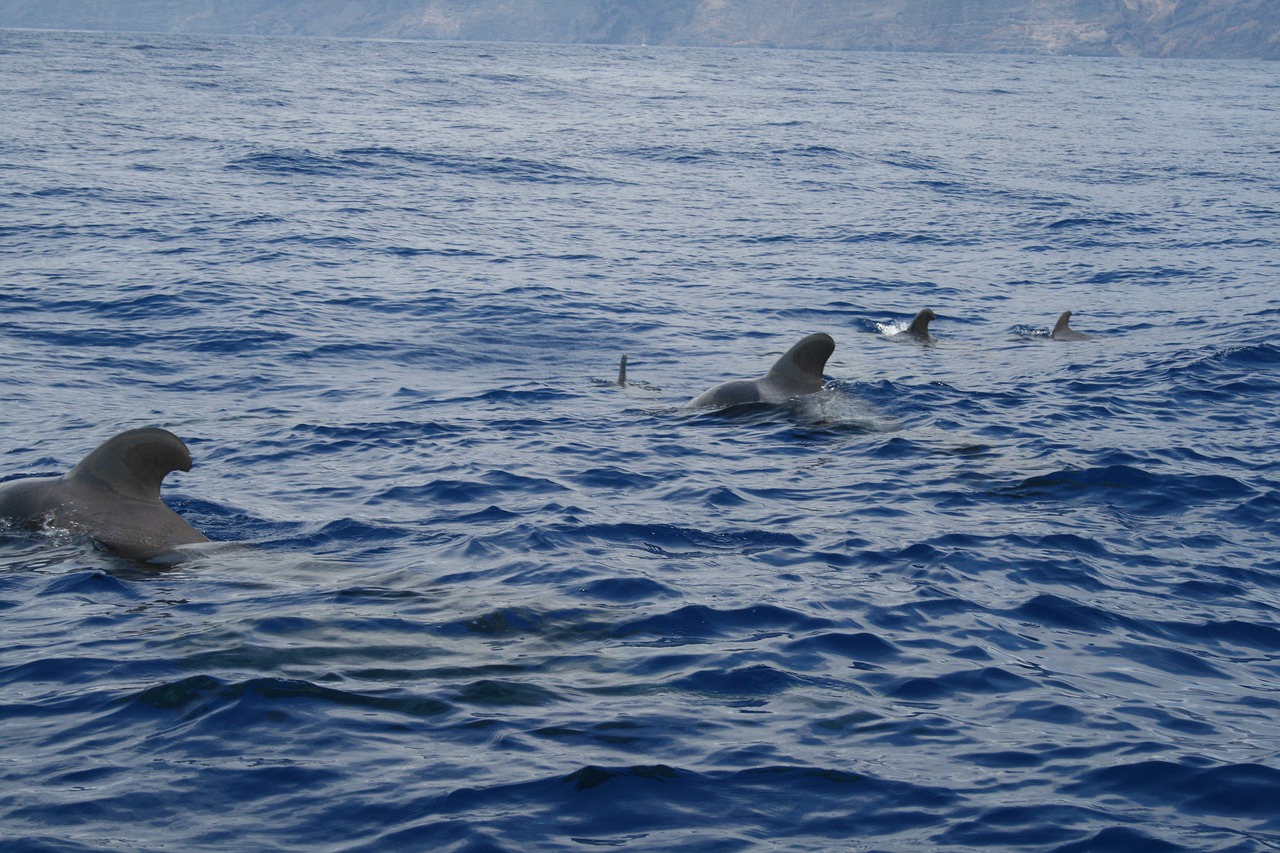 whale tenerife ocean free photo