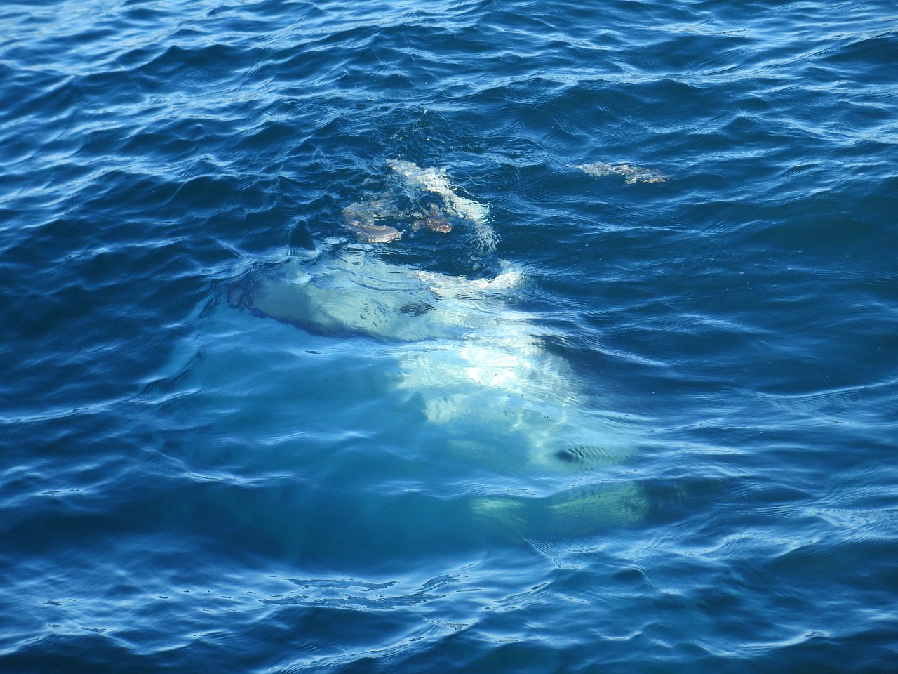 whale gulf mexico free photo