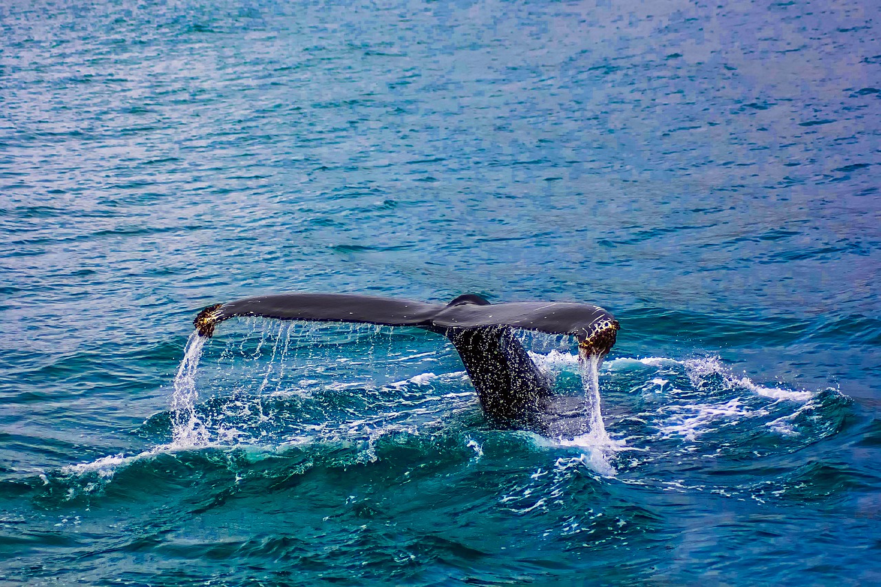 whale breach breaching free photo