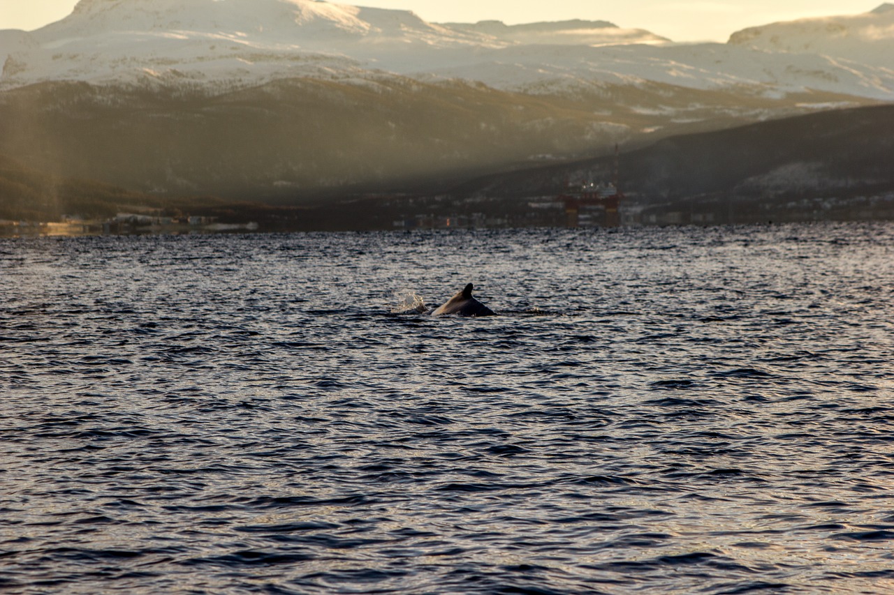 whale sea water free photo