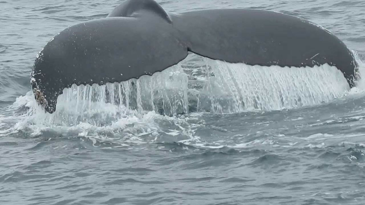 whale tail marine free photo