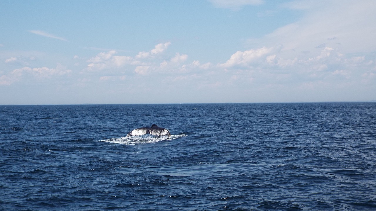 whale humpback tail free photo