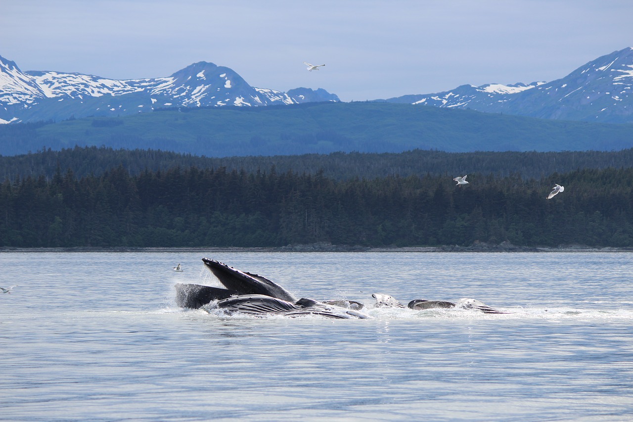 Аляска вода. Дикая природа Аляски. Дикая рыба вод Аляски. Горбатые киты. Аляска киты фото.