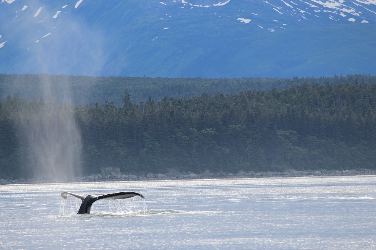 whale tail alaska free photo