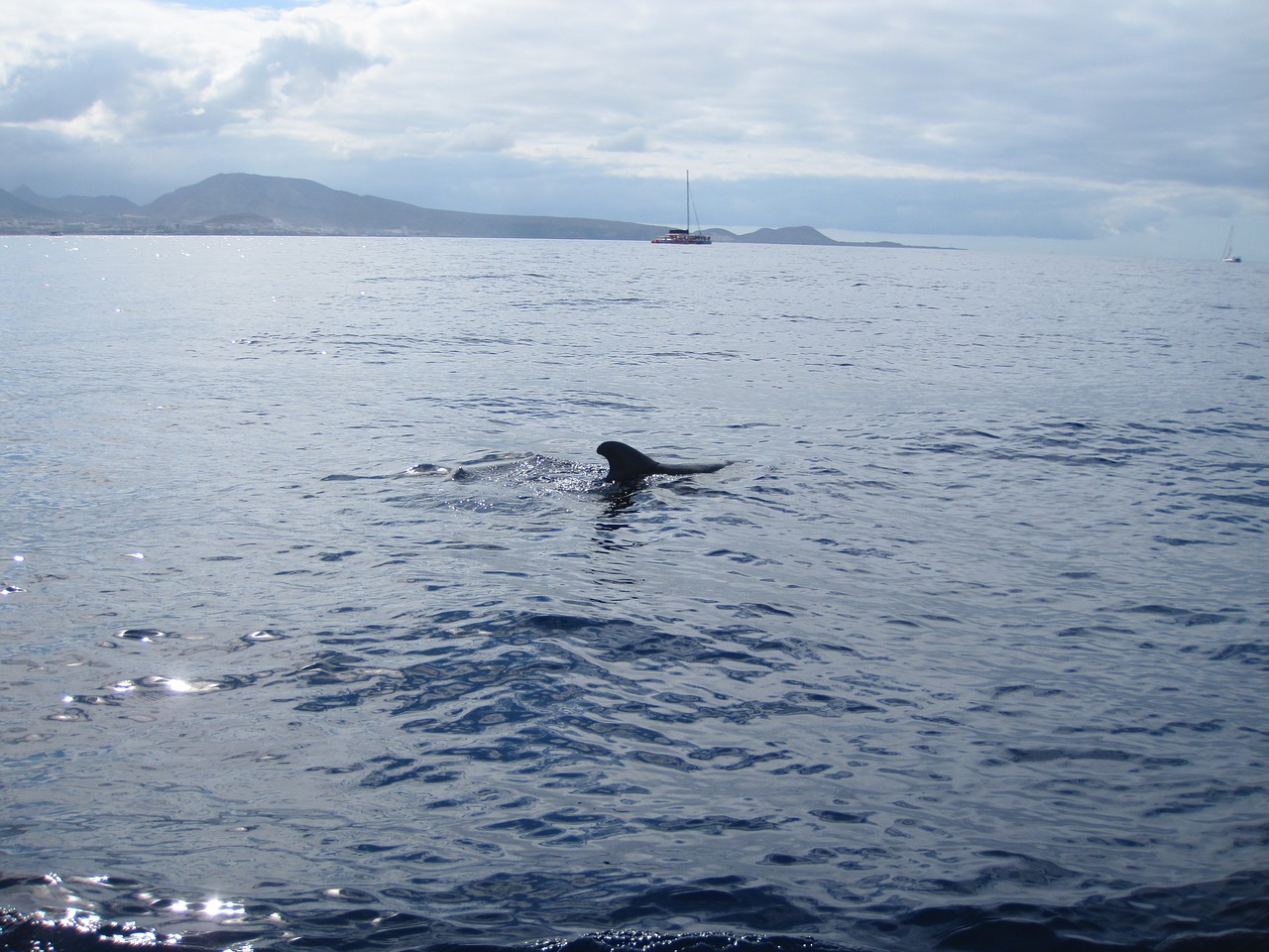 whale sea holiday free photo