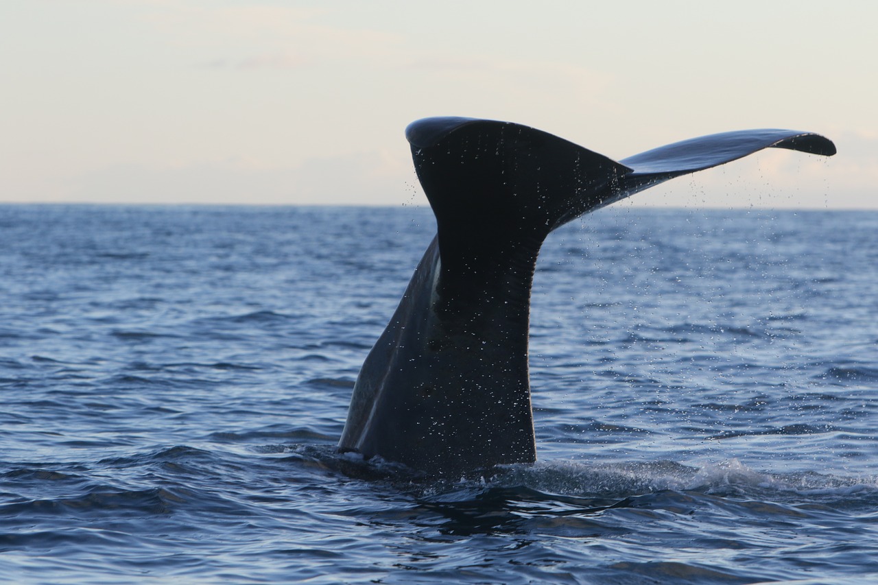 whale sperm whale dive free photo