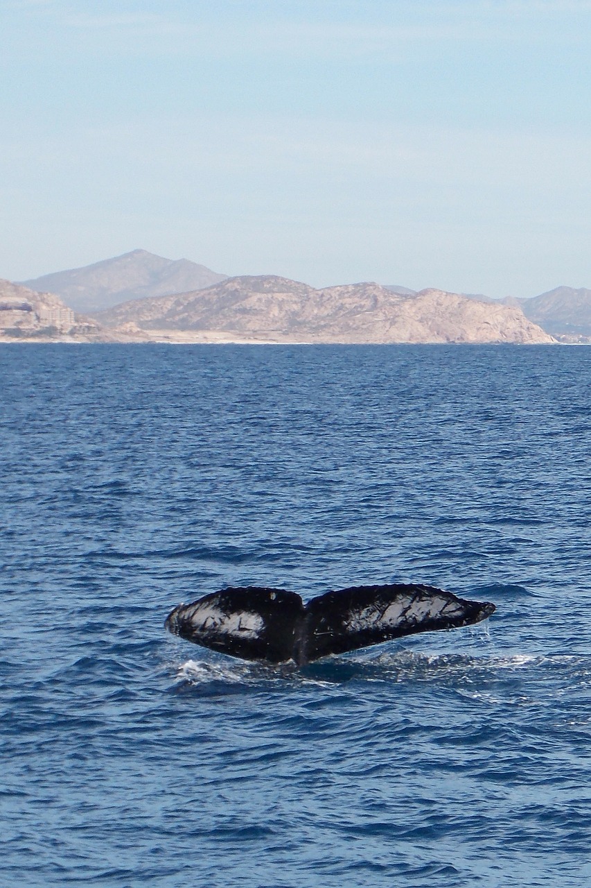 whale sea beach free photo