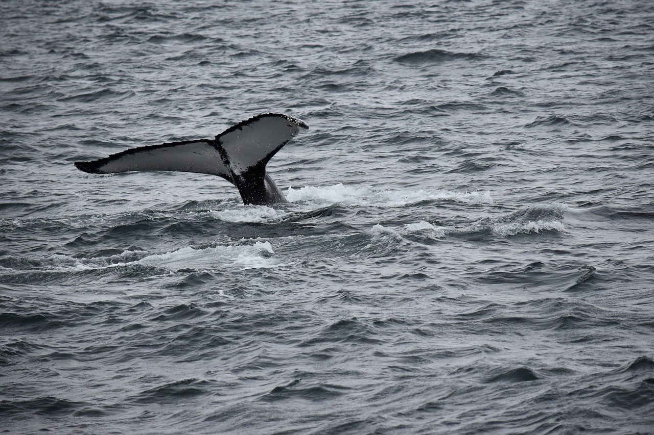 whale sea ocean free photo