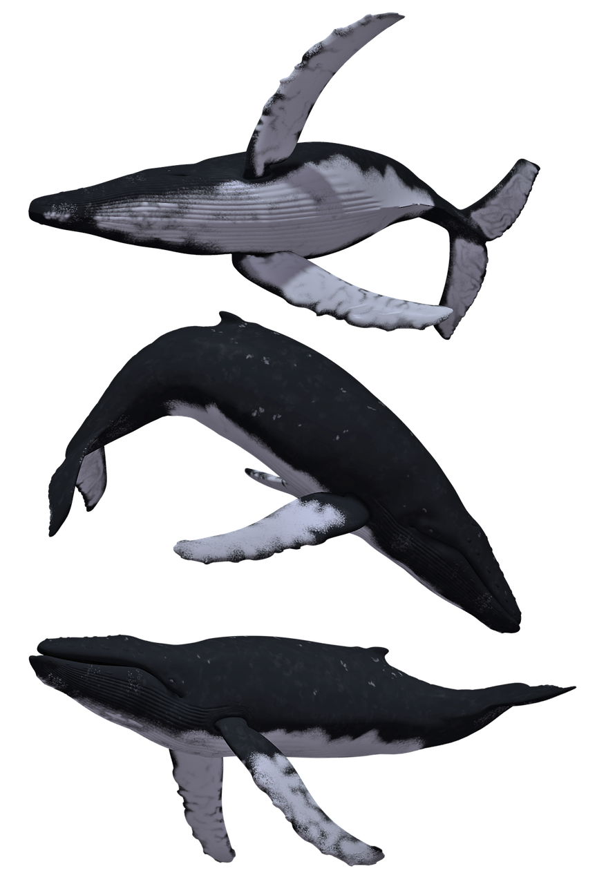 whale  whales  humpback free photo