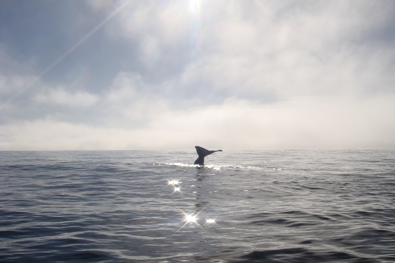 whale  fluke  ocean free photo