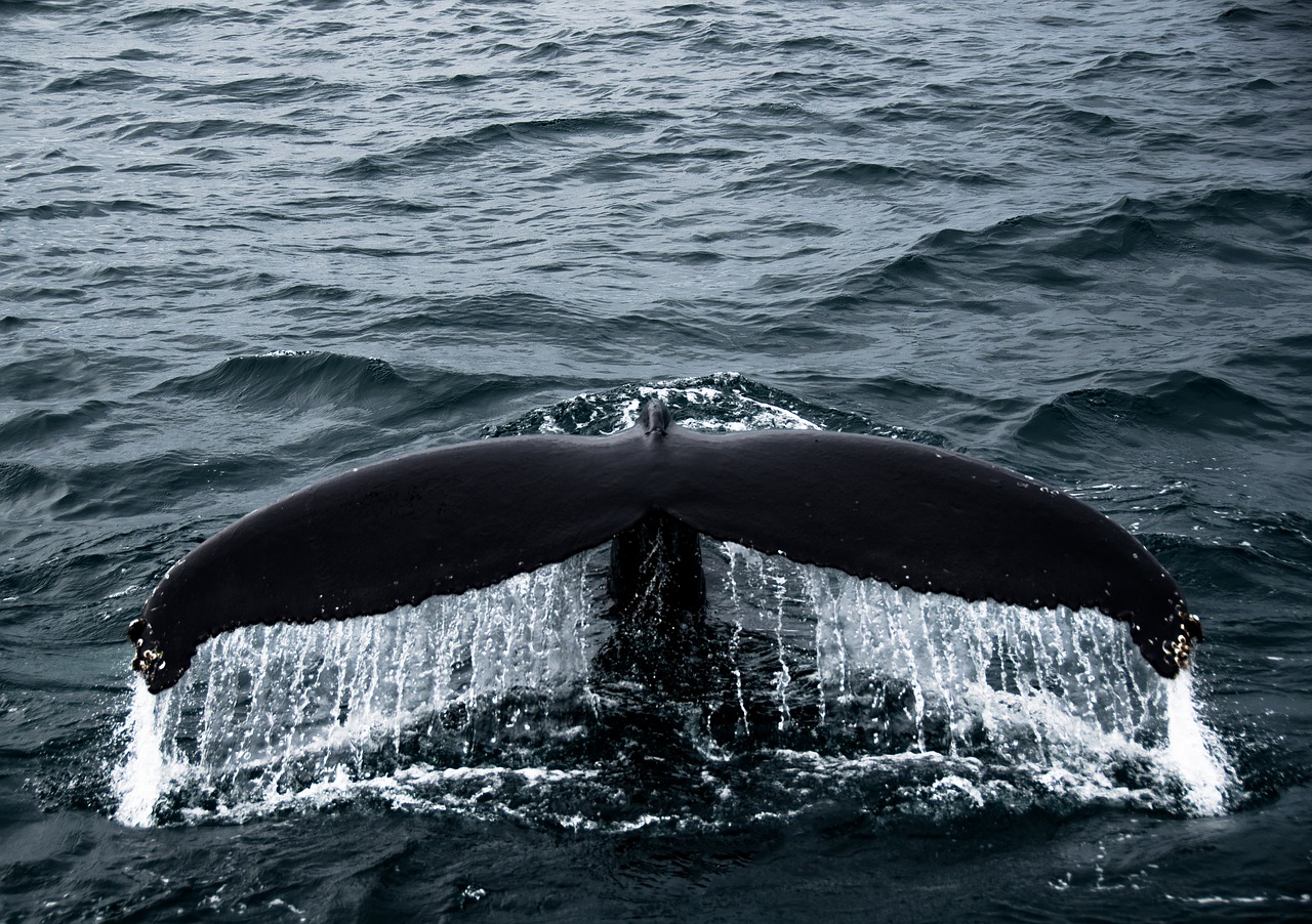 whale  tail  ocean free photo