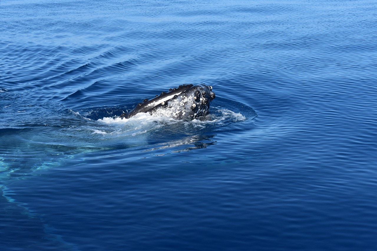 whale  ocean  sea free photo