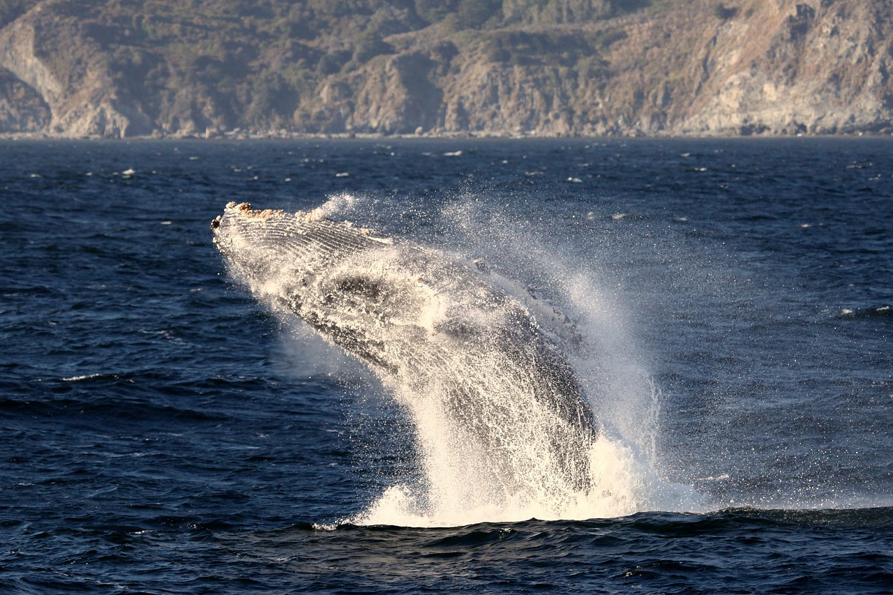 whale  humpback  breaching free photo