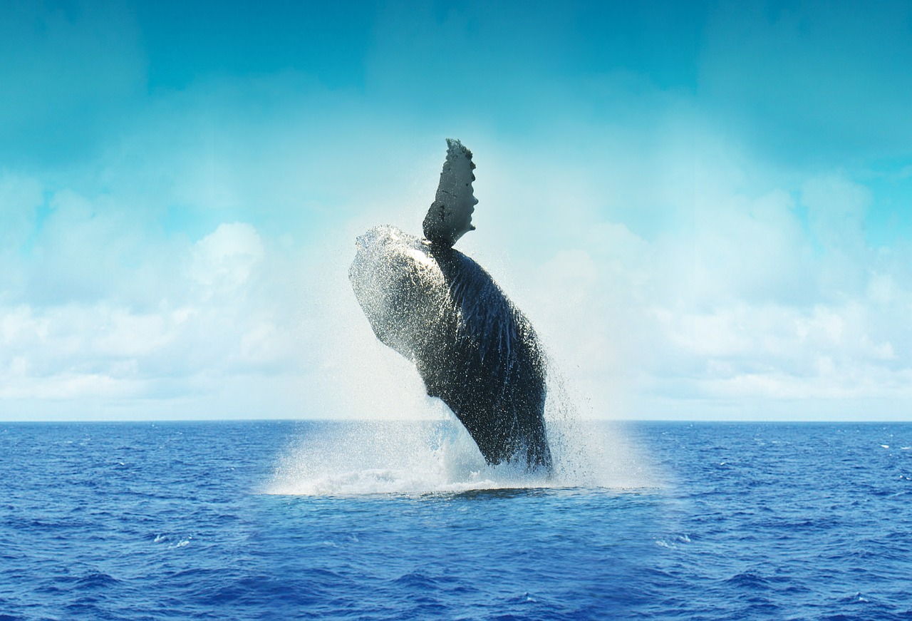 whale cape mexico free photo