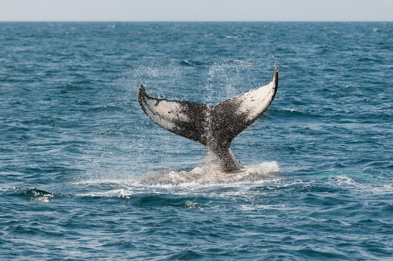 whale ocean tail free photo