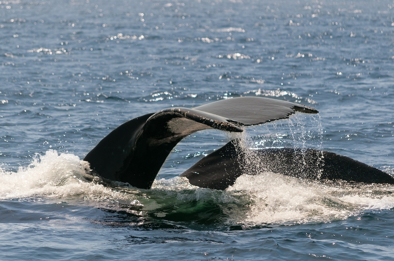 whale ocean monterey free photo