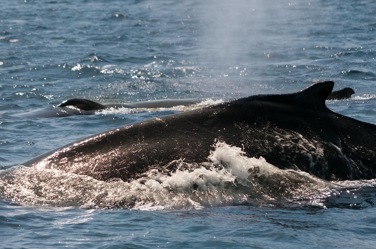 whale ocean monterey free photo