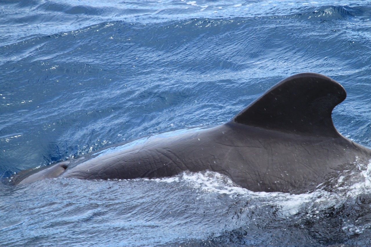 whale fin galapagos free photo