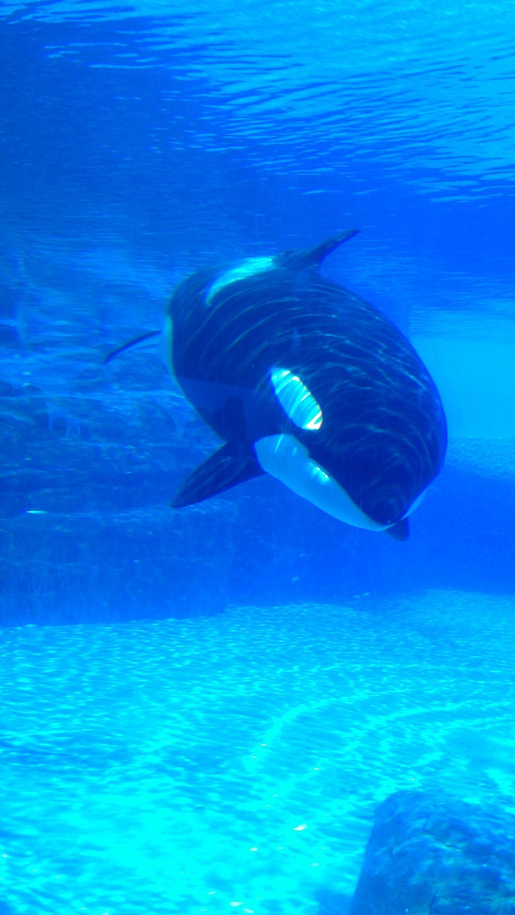 orca killer whale whale free photo