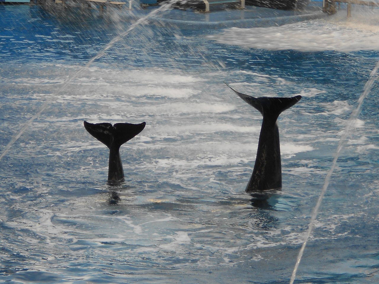 whale tail shamu free photo