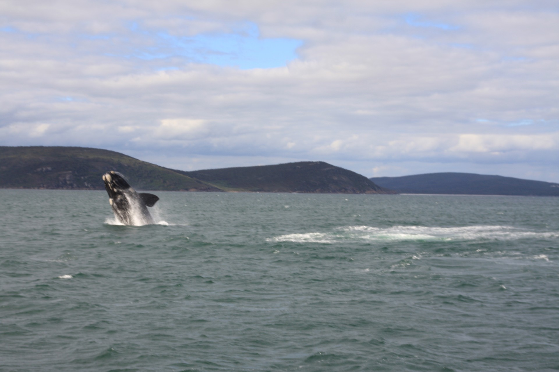 whale breach whale breaching free photo