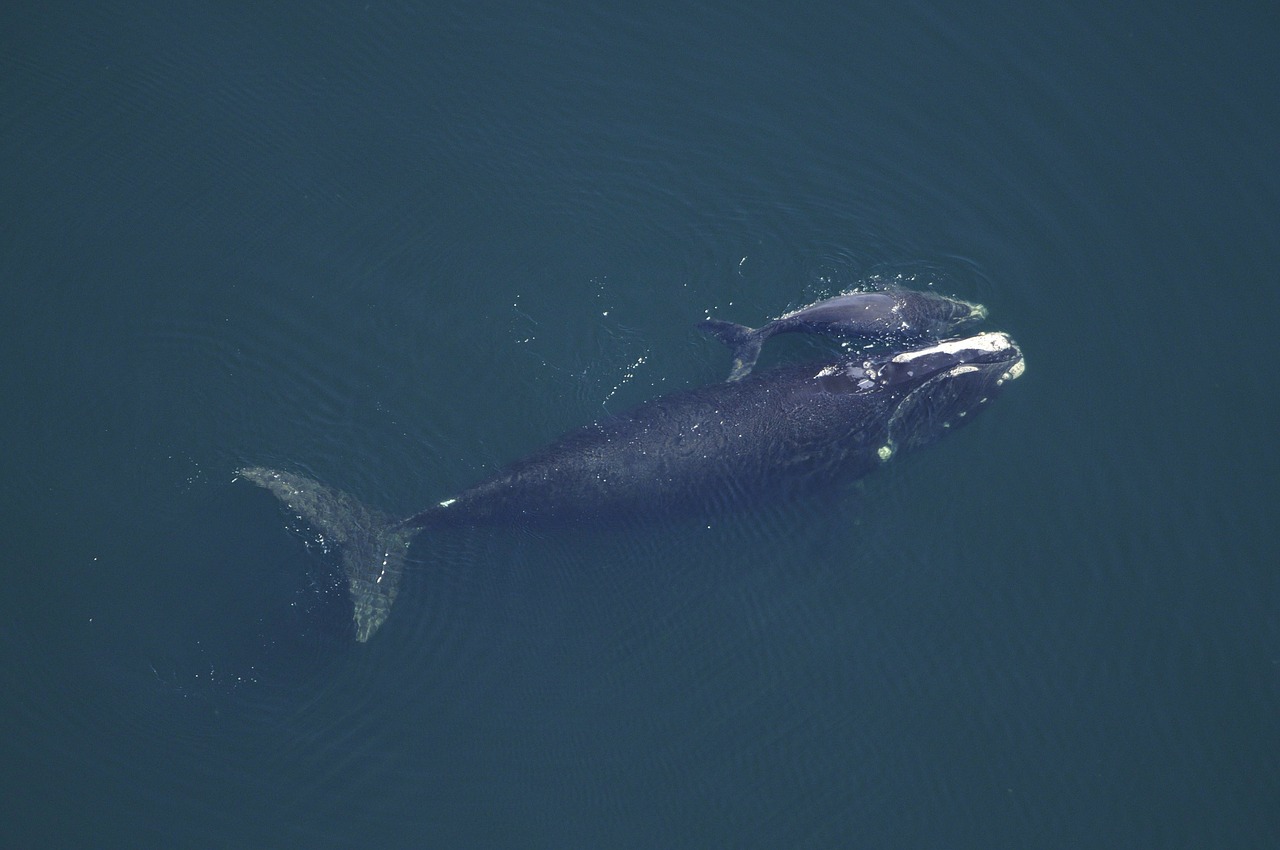 whale cow calf sea free photo