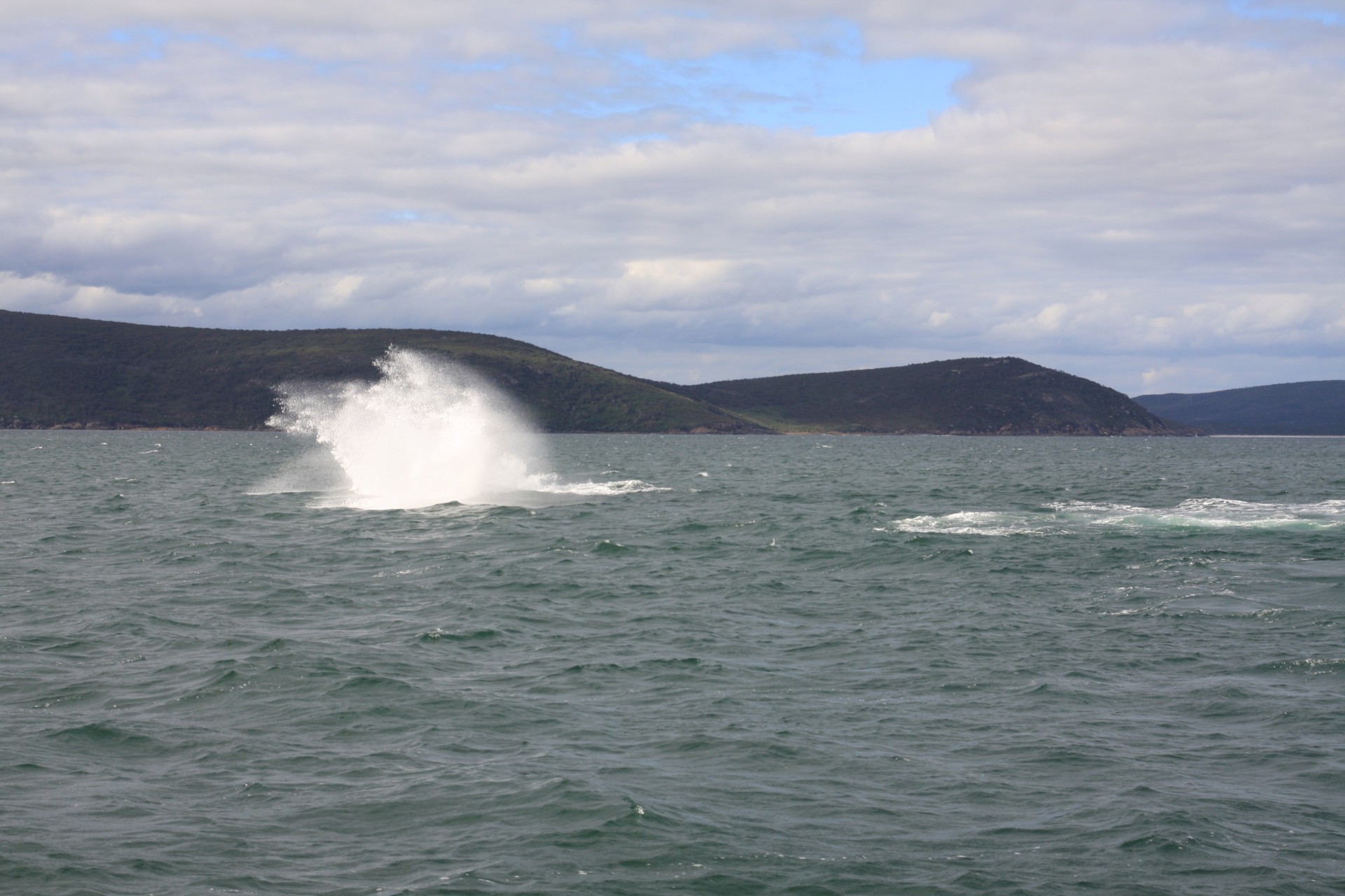 whale breach splash free photo