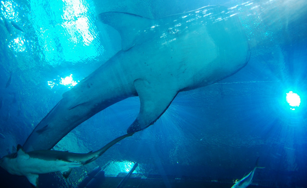 whale shark sharks aquarium free photo