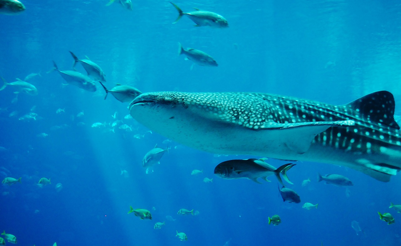 whale shark shark aquarium free photo