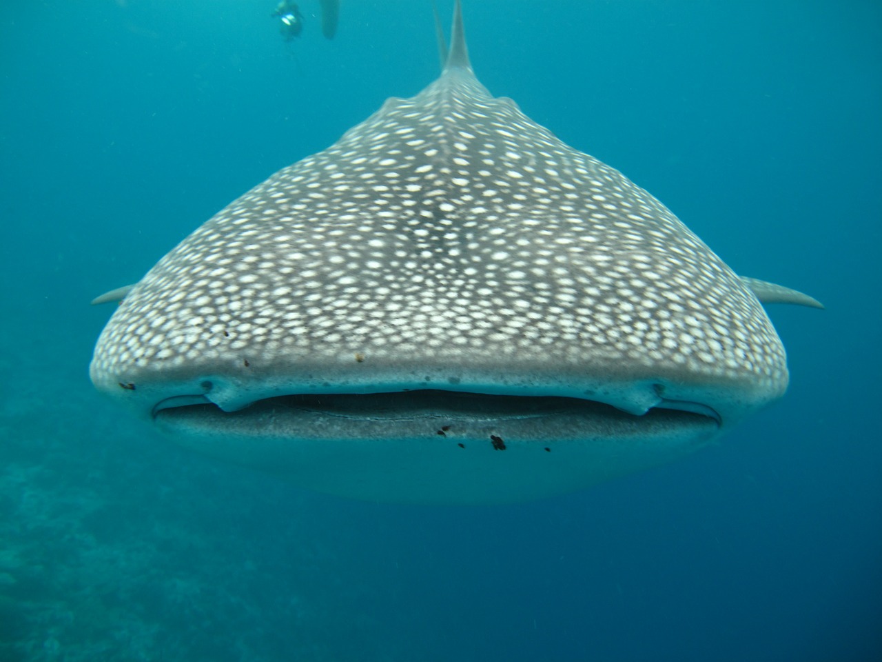 whale shark maldives sea free photo