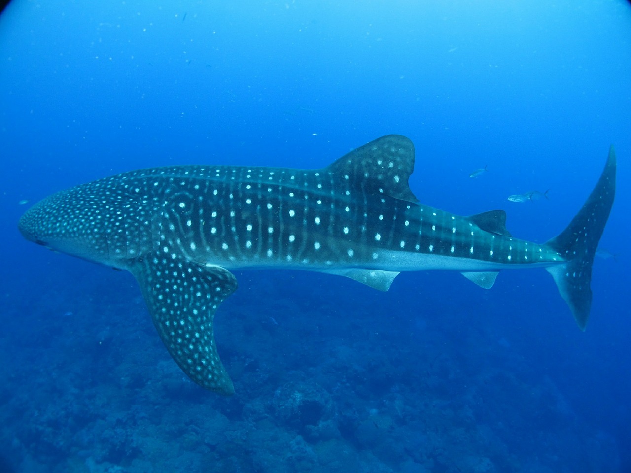 whale shark slow filter feeder free photo