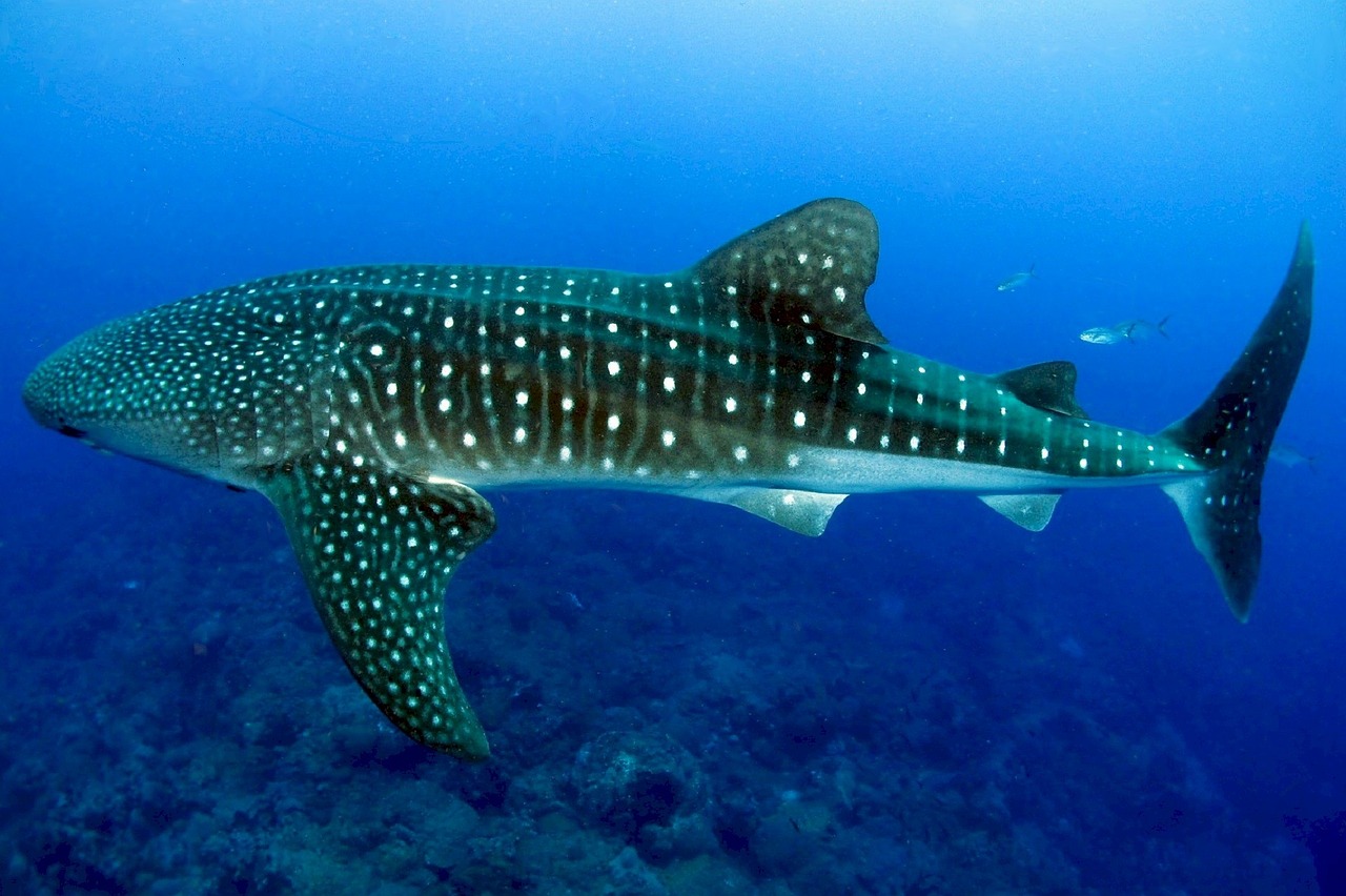 whale shark swimming ocean free photo