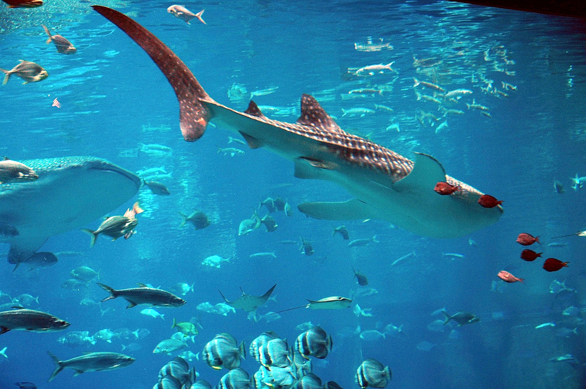 aquarium whale shark shark free photo