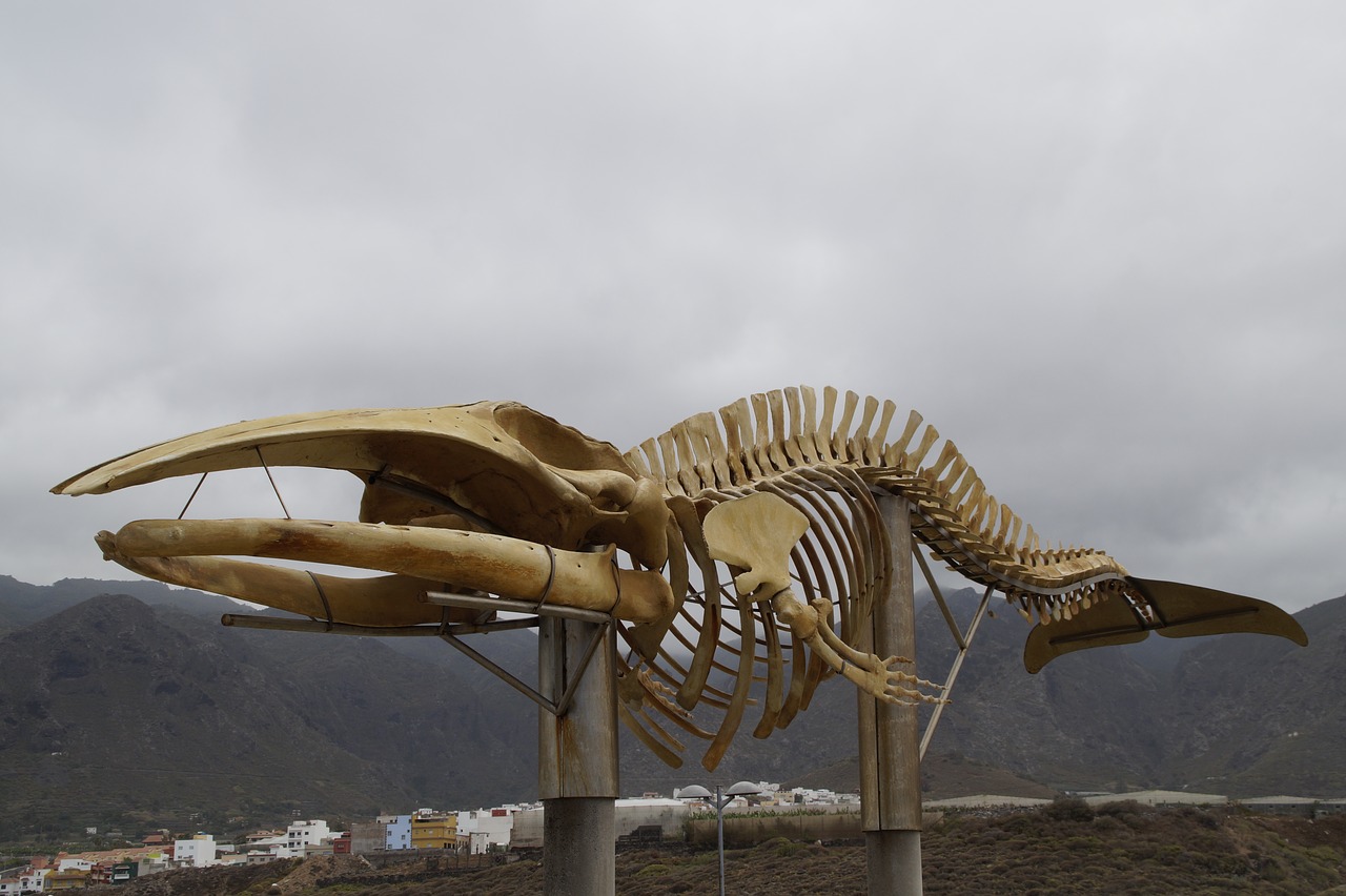 whale skeleton skeleton monument free photo