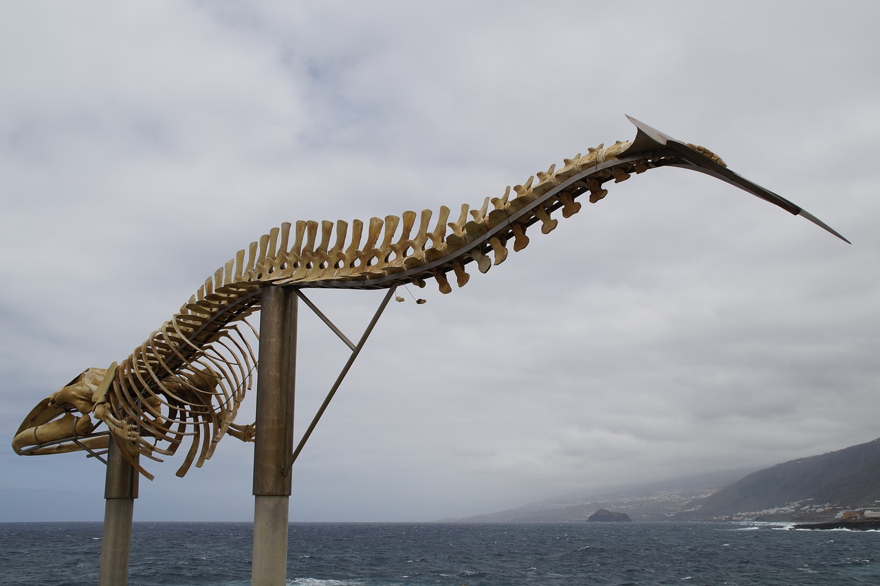whale skeleton skeleton wal free photo
