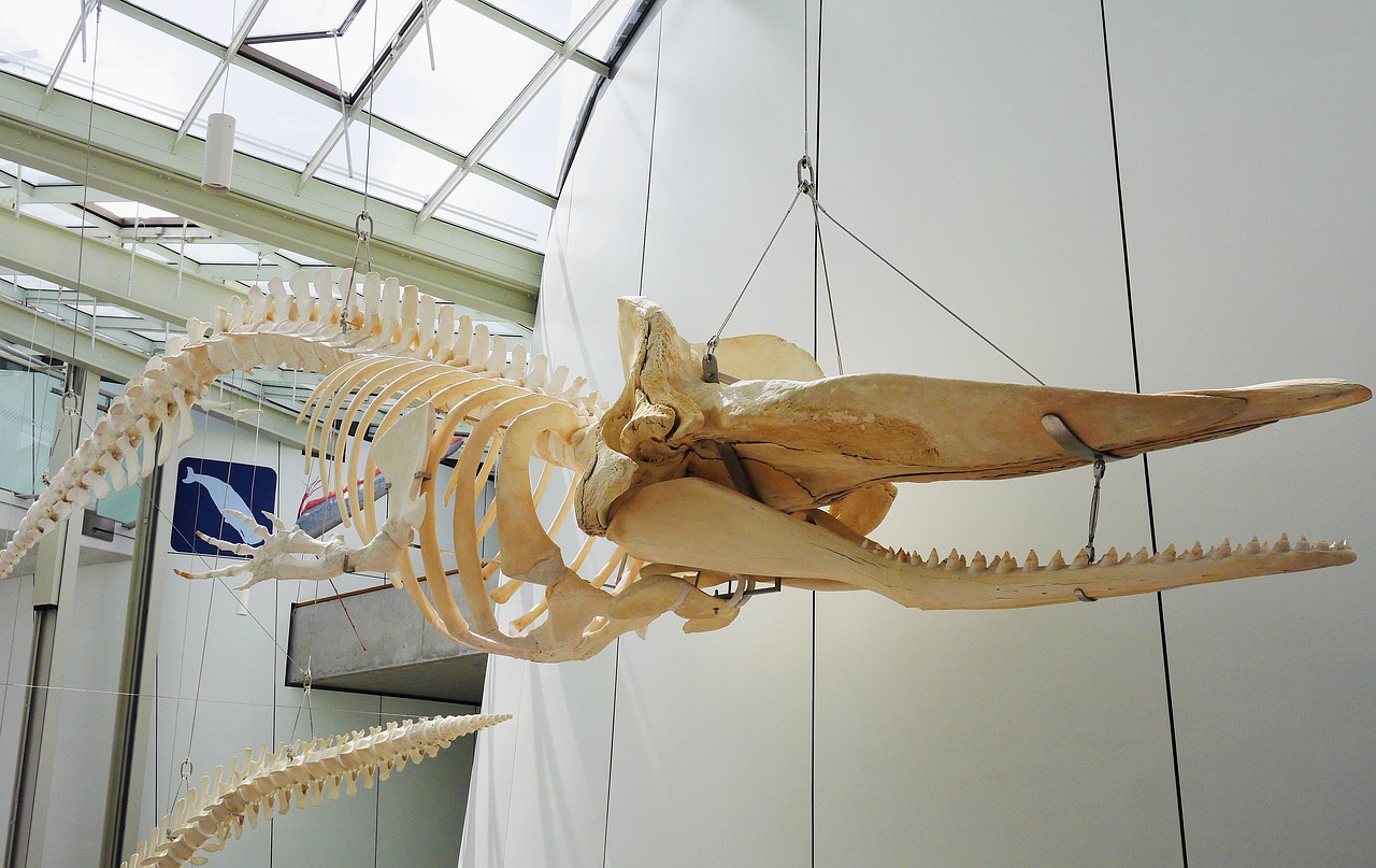 whale skeleton  hanging  exhibition free photo